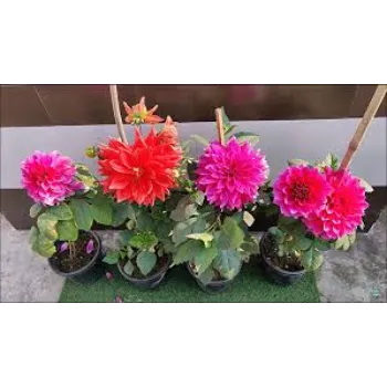 Hybrid Dahlia Plant